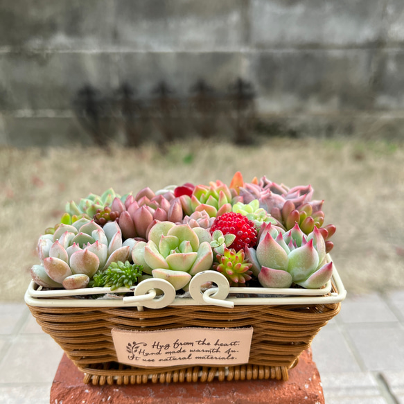 多肉植物寄せ植えそのまま飾れるナチュラルなかご寄せ☆*