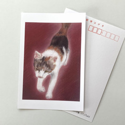 ２１３　選べるポストカード　神社の子猫　5枚セット 1枚目の画像