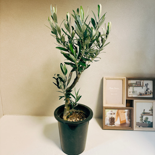 爆買い！ オリーブ 創樹 現品］2番 チプレッシーノ 屋外 観葉植物 5号 花・観葉植物