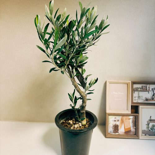 現品］2番 創樹 オリーブ チプレッシーノ 5号 観葉植物 屋外