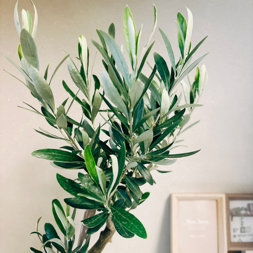 現品］2番 創樹 オリーブ チプレッシーノ 5号 観葉植物 屋外
