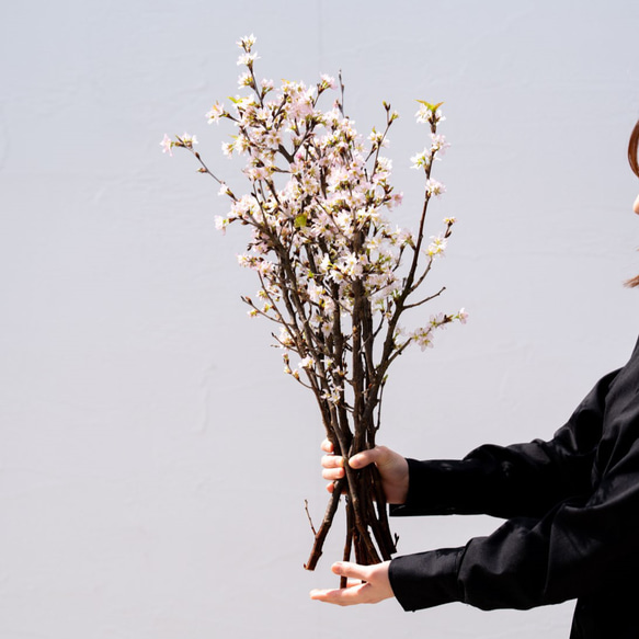 啓翁桜｜Mサイズ【単品】※最短発送 スワッグ Sekibokka 通販