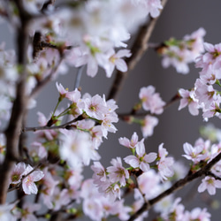 石木花｜啓翁桜 Sサイズ 7枚目の画像