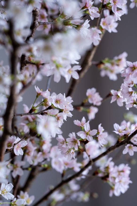 石木花｜啓翁桜 Sサイズ 7枚目の画像