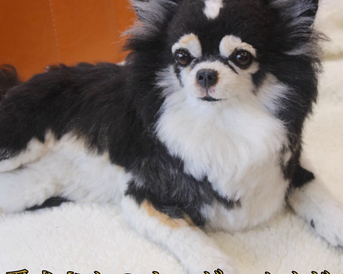 愛犬さんのオーダー》羊毛フェルト オーダー 羊毛フェルト うちの子