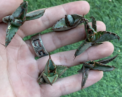 1厳選子株 アガベ チタノタ BB/ブラック&ブルー/ブラックアンドブルー