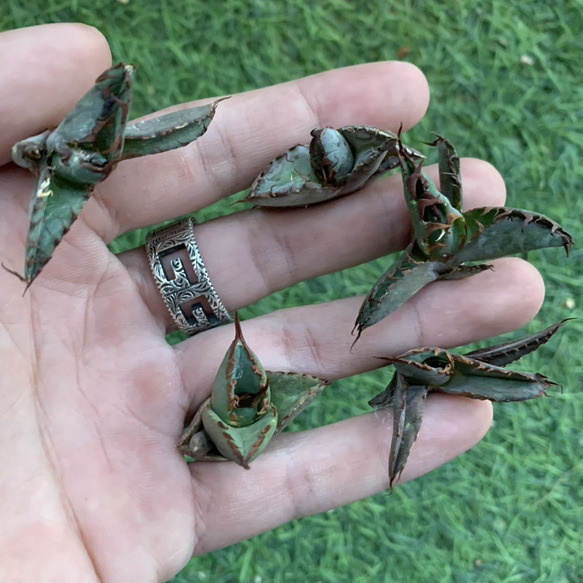 1厳選子株 アガベ チタノタ BB/ブラック&ブルー/ブラックアンドブルー