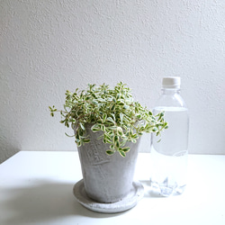 ●数量限定● ”シレネ　ユニフローラ　バリエガータ　アッシュグレー鉢/受け皿セット"　観葉植物　インテリア　おしゃれ 4枚目の画像