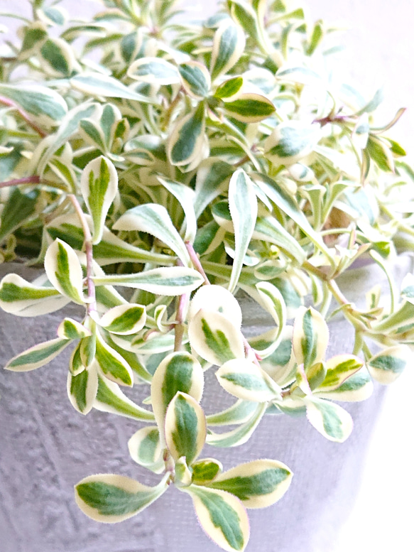 ●数量限定● ”シレネ　ユニフローラ　バリエガータ　アッシュグレー鉢/受け皿セット"　観葉植物　インテリア　おしゃれ 3枚目の画像