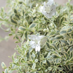 ●数量限定● ”シレネ　ユニフローラ　バリエガータ　アッシュグレー鉢/受け皿セット"　観葉植物　インテリア　おしゃれ 9枚目の画像