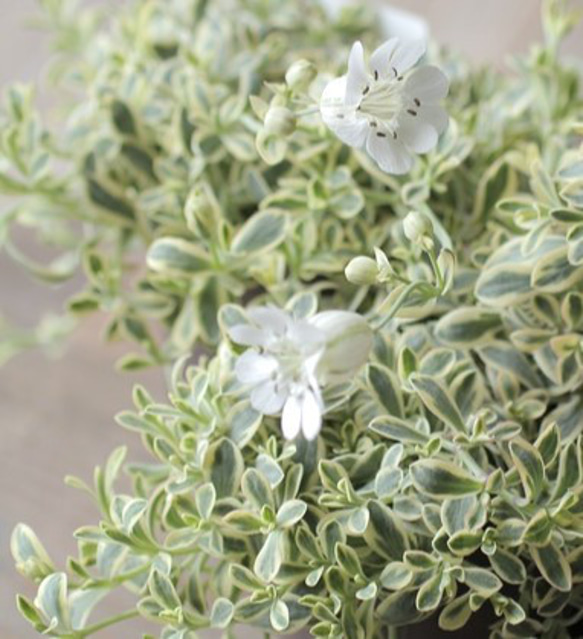 ●数量限定● ”シレネ　ユニフローラ　バリエガータ　アッシュグレー鉢/受け皿セット"　観葉植物　インテリア　おしゃれ 9枚目の画像