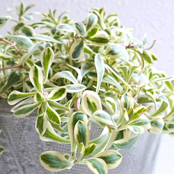 ●数量限定● ”シレネ　ユニフローラ　バリエガータ　アッシュグレー鉢/受け皿セット"　観葉植物　インテリア　おしゃれ 2枚目の画像