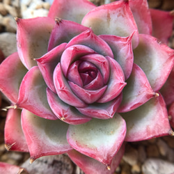 多肉植物　エケベリア　Crystal Rose   5cm   抜き苗　1株 2枚目の画像