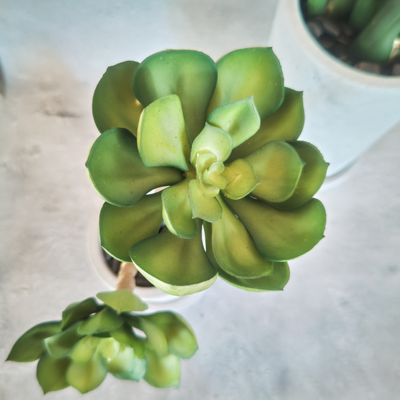 フェイクグリーンの鉢植え2点セット(サンスベリア·スタッキー＆エケベリア) ／セラミックポット  人工観葉植物 4枚目の画像