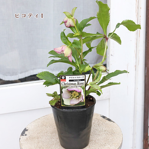 【おしゃれ】 現品販売 開花 シングル オリエンタリス クリスマスローズ 鉢花 その他観葉植物