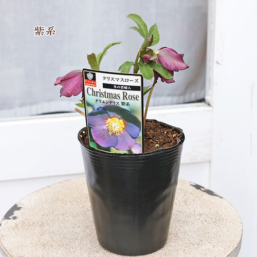 現品販売 鉢花 クリスマスローズ オリエンタリス シングル 開花