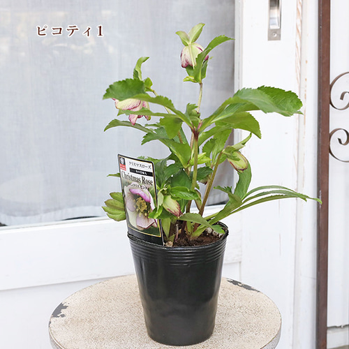 現品販売 鉢花 クリスマスローズ オリエンタリス シングル 開花 現品販売 鉢花 クリスマスローズ オリエンタリス シングル 開花