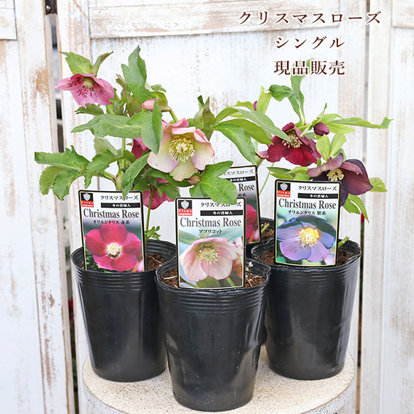 現品販売 鉢花 クリスマスローズ オリエンタリス シングル 開花