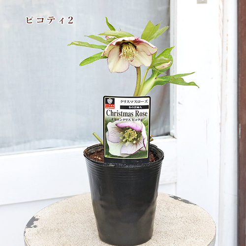 現品販売 鉢花 クリスマスローズ オリエンタリス シングル 開花株 4号