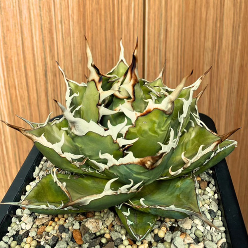 アガベ チタノタ オアハカ 選抜実生株 活着【強鋸歯・子株付・t-plants産 アガベ チタノタ 清櫻 セオ】 台湾 Lize産の株です。 葉の厚みも