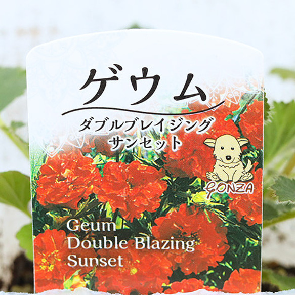 花苗 八重咲き ゲウム ブレイジングサンセット 3.5号 多年草 赤 オレンジ 華やか 庭 花壇 鉢植え 4枚目の画像