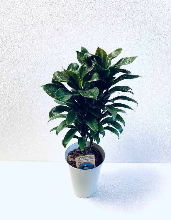 コルジリネ イエローエッジ 希少種 観葉植物 ドラセナ 鉢植え 5号