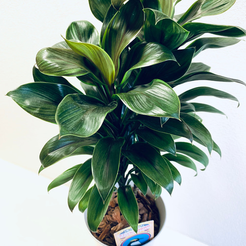 コルジリネ イエローエッジ 希少種 観葉植物 ドラセナ 鉢植え 5号