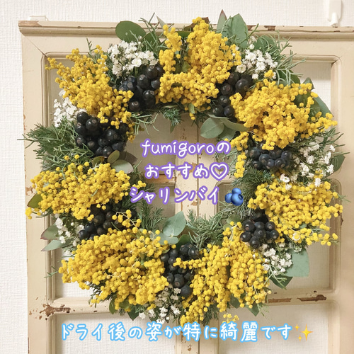 サブのお花が選べる♡】ミモザのフレッシュリース（今シーズン終了
