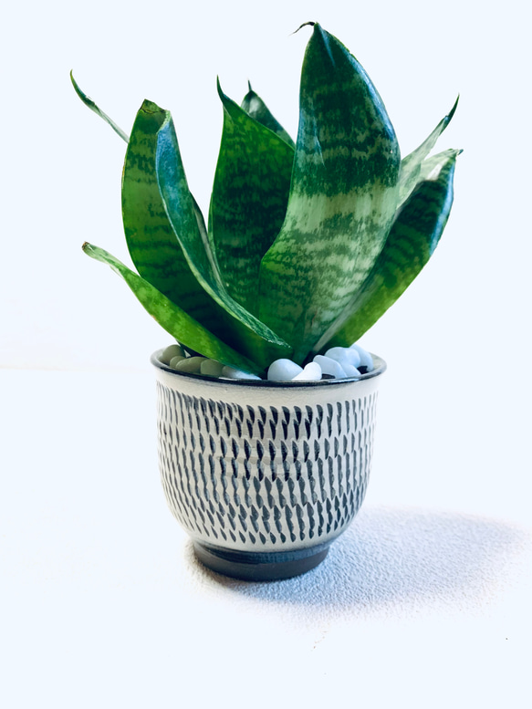 ハイドロカルチャー　サンスベリア　ゼラニカ　トリファッシアータ　小鹿田焼　飛びかんな　陶器　観葉植物 8枚目の画像