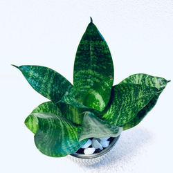 ハイドロカルチャー　サンスベリア　ゼラニカ　トリファッシアータ　小鹿田焼　飛びかんな　陶器　観葉植物 5枚目の画像