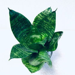 ハイドロカルチャー　サンスベリア　ゼラニカ　トリファッシアータ　小鹿田焼　飛びかんな　陶器　観葉植物 2枚目の画像