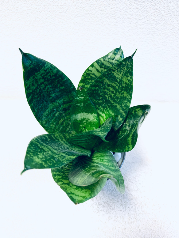 ハイドロカルチャー　サンスベリア　ゼラニカ　トリファッシアータ　小鹿田焼　飛びかんな　陶器　観葉植物 2枚目の画像