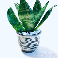 ハイドロカルチャー　サンスベリア　ゼラニカ　トリファッシアータ　小鹿田焼　飛びかんな　陶器　観葉植物 6枚目の画像
