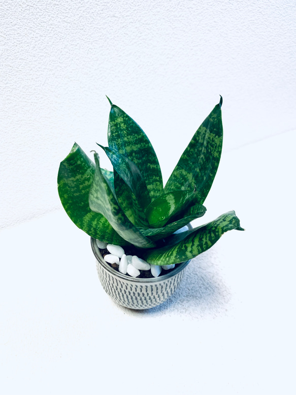 ハイドロカルチャー　サンスベリア　ゼラニカ　トリファッシアータ　小鹿田焼　飛びかんな　陶器　観葉植物 7枚目の画像