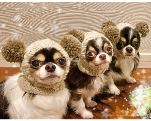 ハンドメイド オーダー受付ページ ♡ニット帽 チワワ パネル