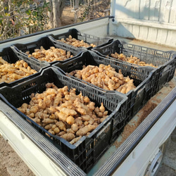 菊芋10kg 10キロ 埼玉県加須市 遠藤農園 洗浄済み 産地直送 8枚目の画像
