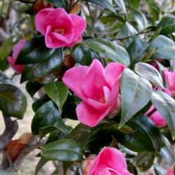 椿【紅侘助⠀】茶花としても雰囲気のある小ぶりな椿 1枚目の画像