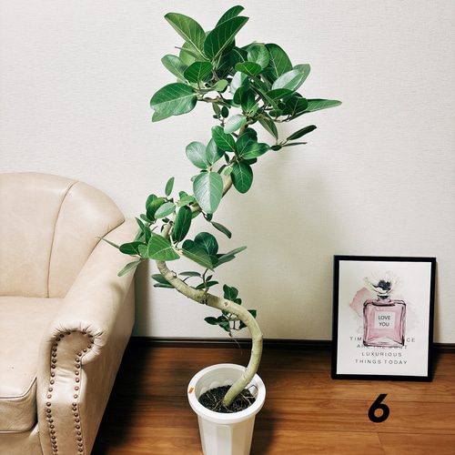 現品］6番 フィカス ベンガレンシス 曲がり 8号 プラ鉢 観葉植物 室内 