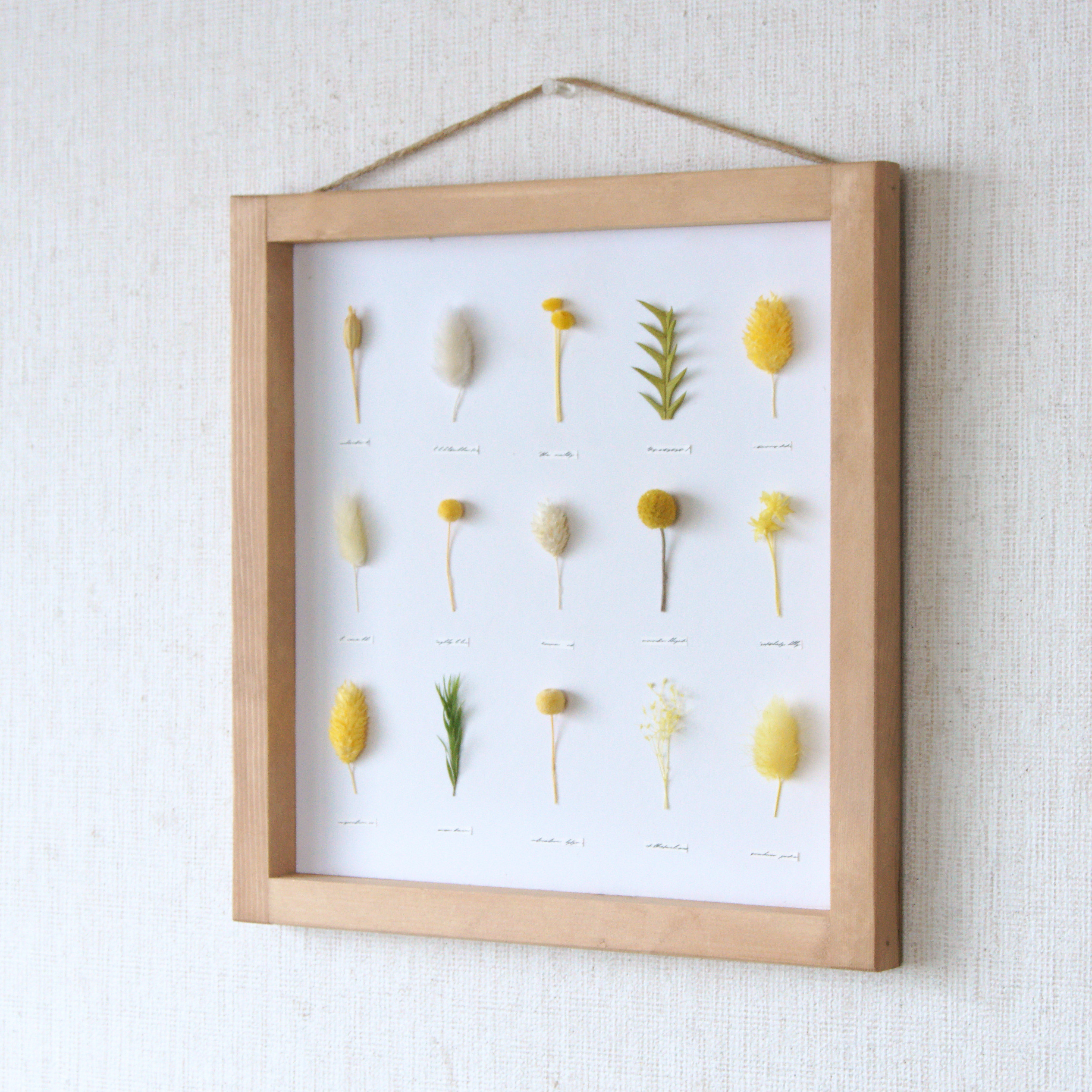 【イエロー】ﾎﾞﾀﾆｶﾙﾊﾟﾈﾙ　ＨA-247　【植物標本】