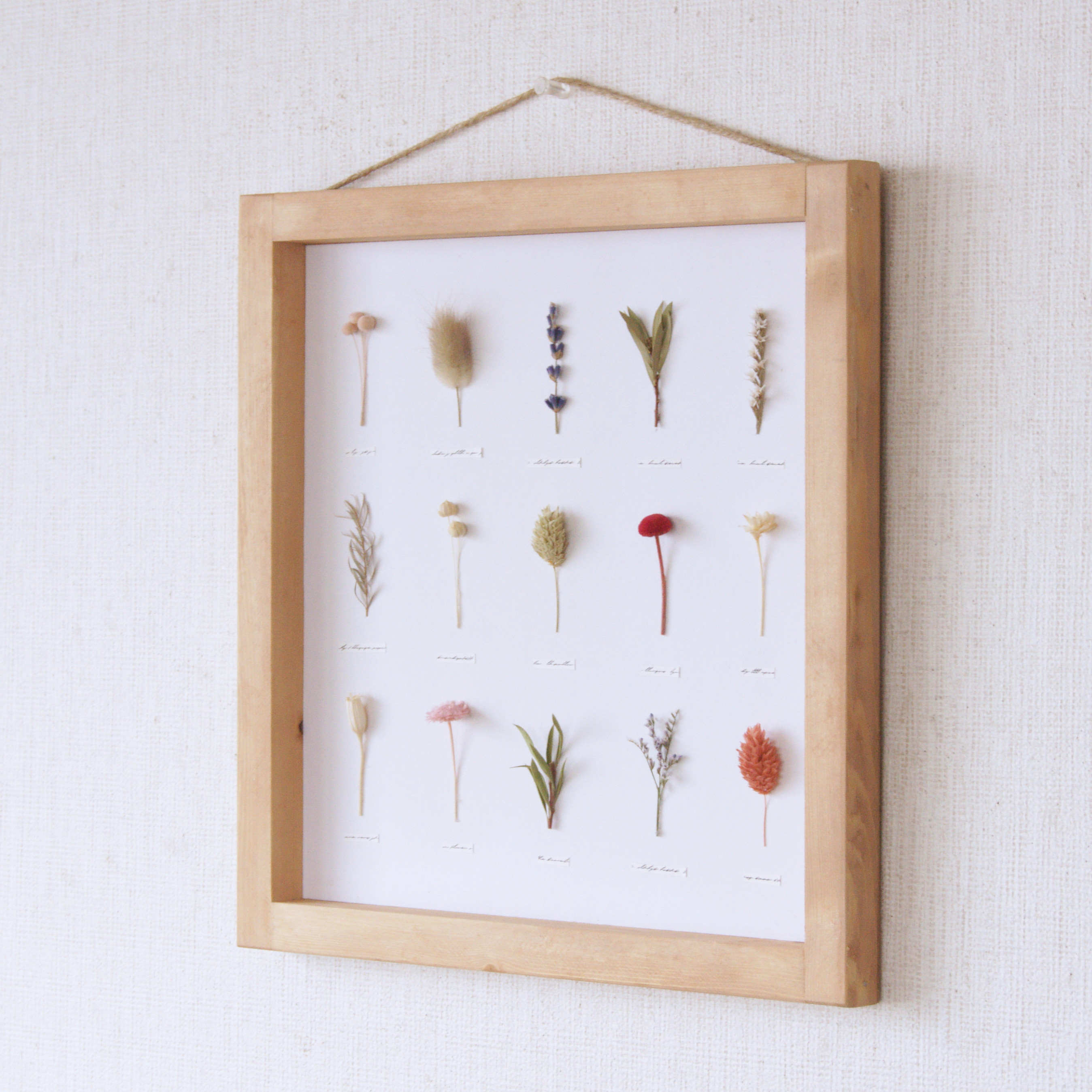 【MIX】ﾎﾞﾀﾆｶﾙﾊﾟﾈﾙ　ＨA-248　【植物標本】