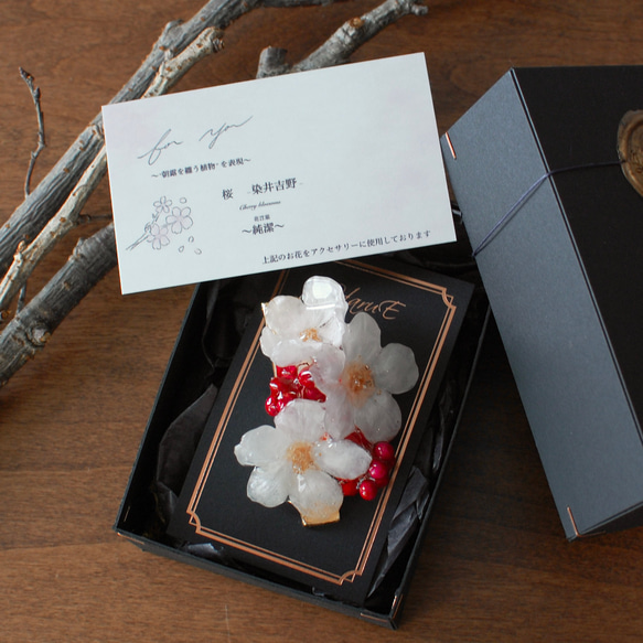 朝露ソメイヨシノとペッパーベリー  ✴︎朝露桜（本物）ヘアクリップ 3枚目の画像