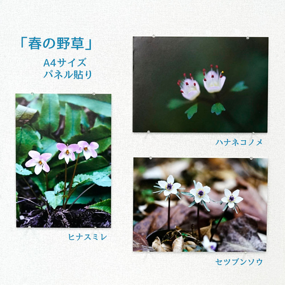 「春の野草」写真パネル　A4サイズ、３点セット 1枚目の画像