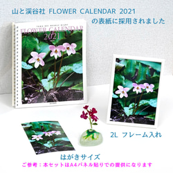 「春の野草」写真パネル　A4サイズ、３点セット 6枚目の画像