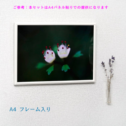 「春の野草」写真パネル　A4サイズ、３点セット 5枚目の画像