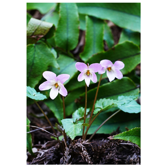 「春の野草」写真パネル　A4サイズ、３点セット 3枚目の画像