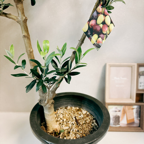 珍しい品種 オリーブ セントキャサリン | PLANTS SHOP OLIVE