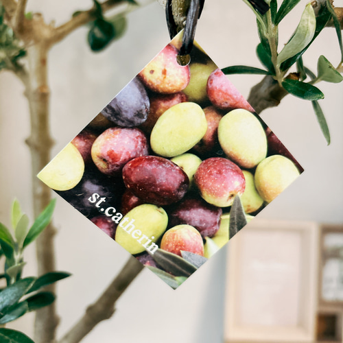 現品］☆珍しい☆ 1番 創樹 オリーブ セントキャサリン 6号 観葉植物