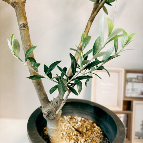 ［現品］【希少】☆数量限定☆ 1番　創樹　オリーブ　セントキャサリン　8号　屋外 現品］☆珍しい☆ 1番 創樹 オリーブ セントキャサリン 6号 観葉
