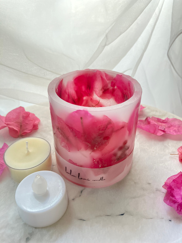 ブーゲンビリア（キャンドル) ブーゲンビリア 中型盆栽 キャンドル