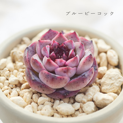 多肉植物 エケベリア ブルーピーコック 多肉植物 Roots 通販 17206450